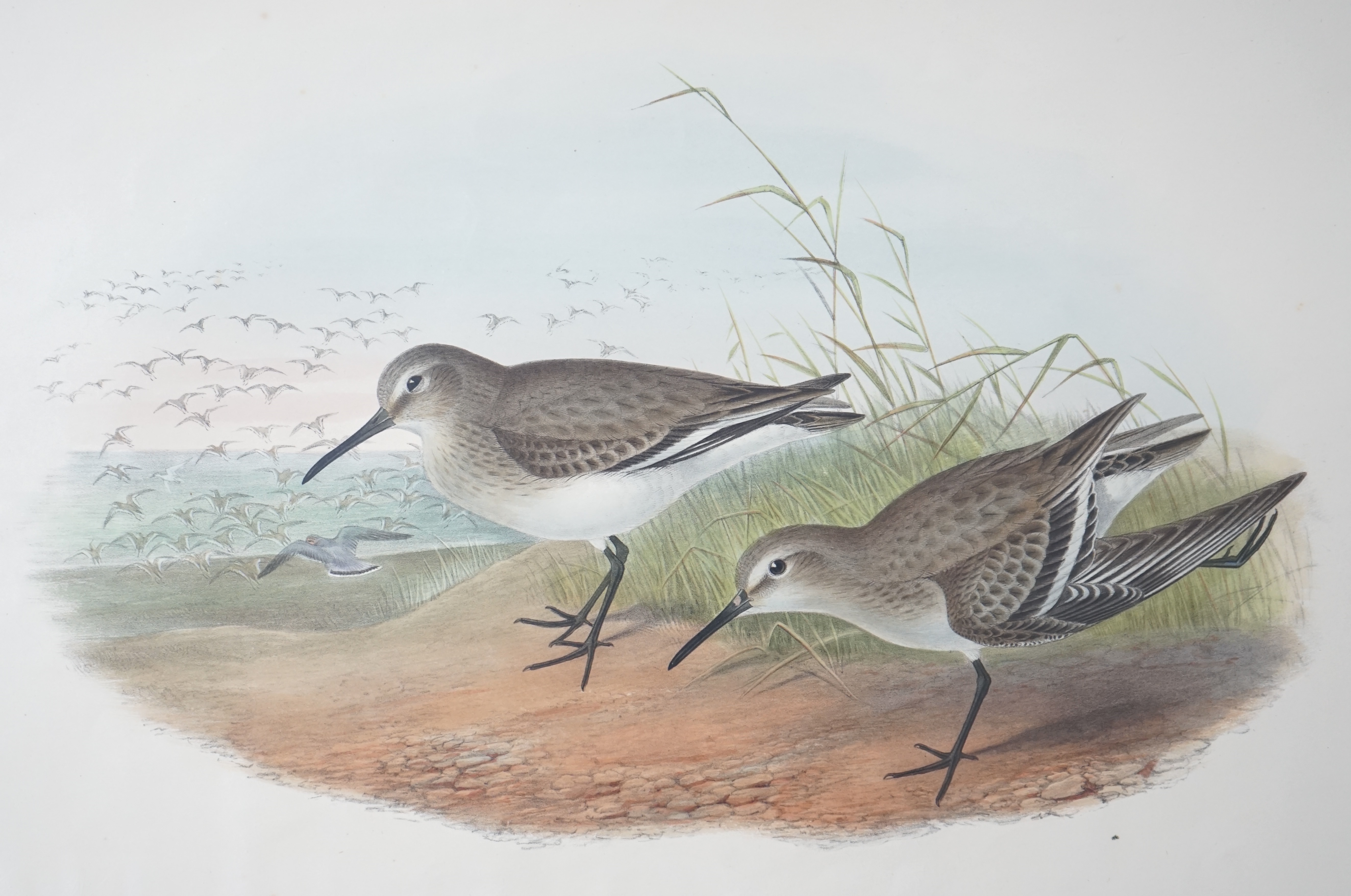 Walter & Cohn after Wolf and Richter (John Gould), 24 hand coloured lithographs from Gould's Birds of Great Britain, lithographs with hand-colouring on wove paper, 55 x 36cm, unframed and unmounted